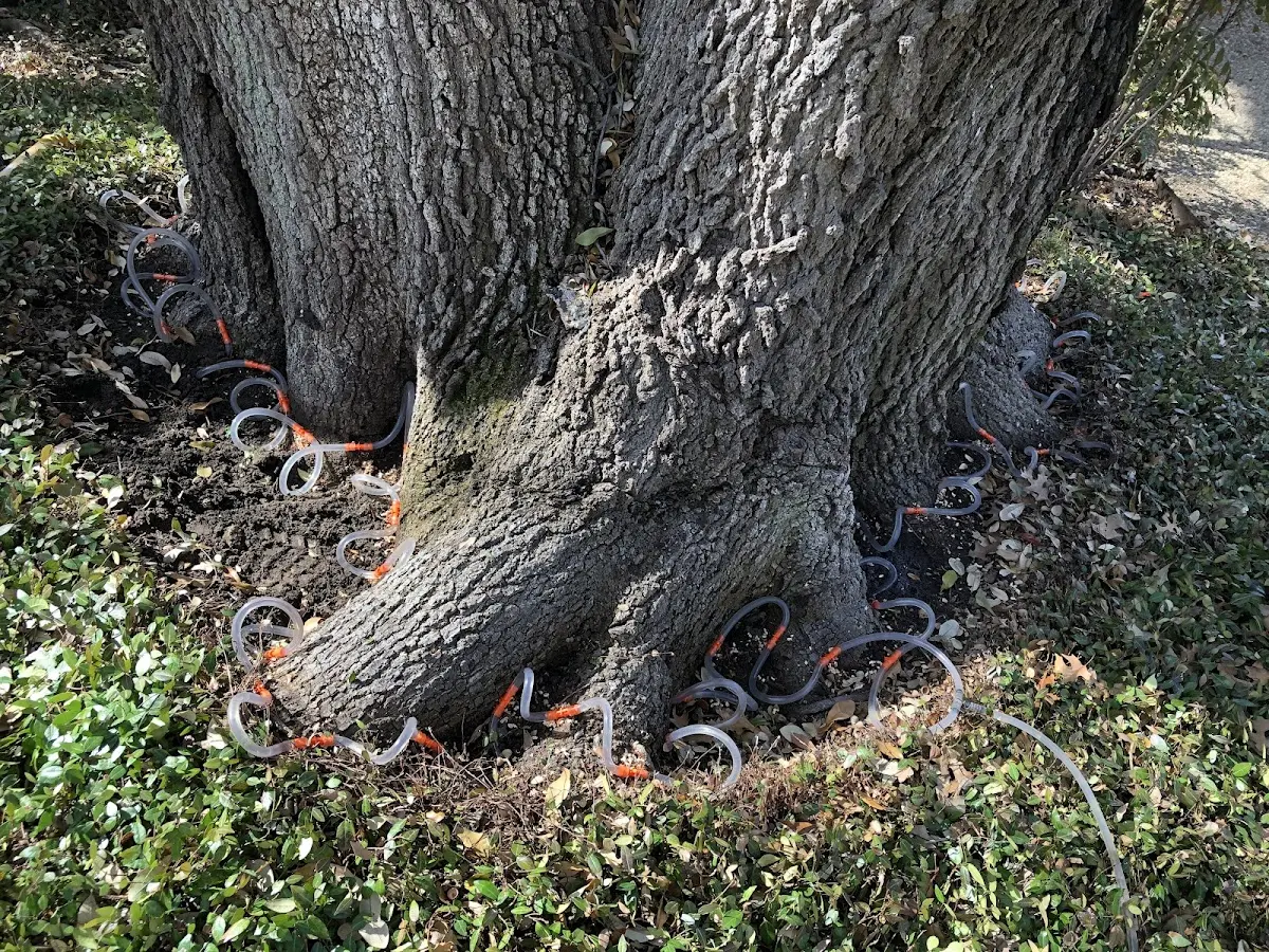 Detailed Tree Cabling and Bracing job site in Kaukauna